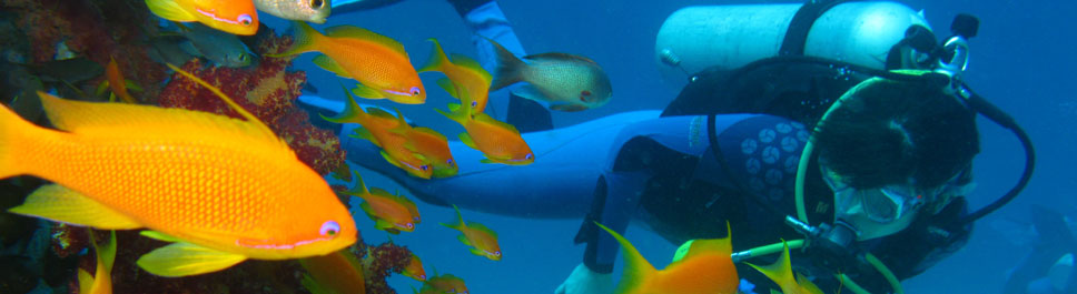 Diving Red Sea Aqaba