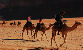 Camel Trek Wadi Rum Tour