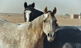 Horse Riding Wadi Rum