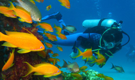 Aqaba Scuba Diving Red Sea