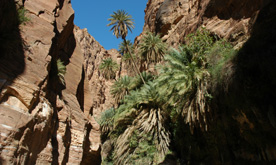 Wadi Ben Hammad Tour