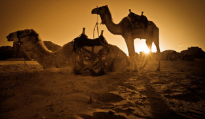 Wadi-Rum-Camel-sunset
