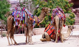 Petra Day Tour from Amman