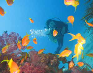 Diving-Aqaba-Red-Sea-Jordan