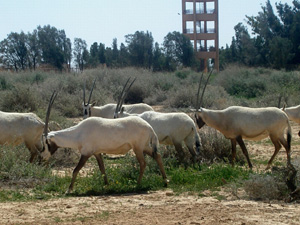 Shaumari-Reserve-Jordan