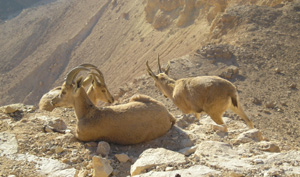 Wadi-Mujib-Jordan