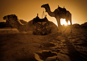 Wadi-Rum-Camel-sunset