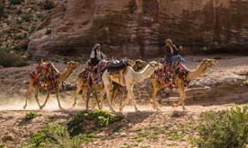 Camels-in-Petra
