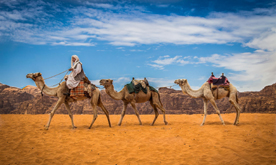 Camel-in-Wadi-Rum