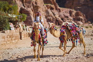 Camels-in-Jordan-with-color